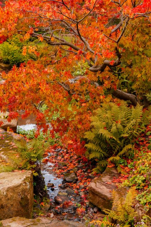 Autumn In Park