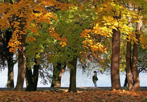 autumn landscape lake yellow leaves