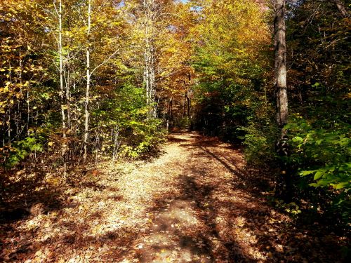 Autumn Landscape