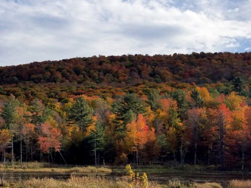 Autumn Landscape