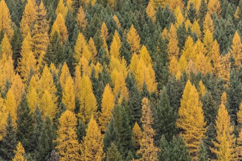 Autumn Landscape