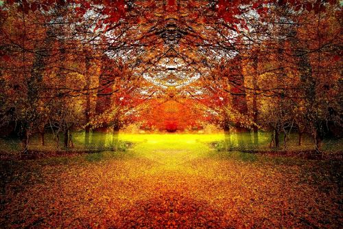 autumn landscape wood forest