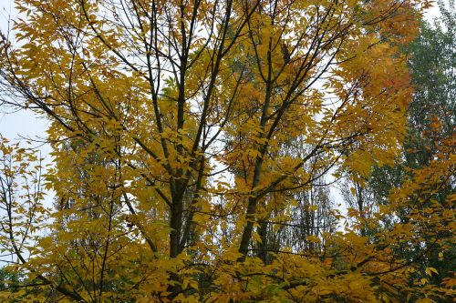 autumn landscape autumn color tree
