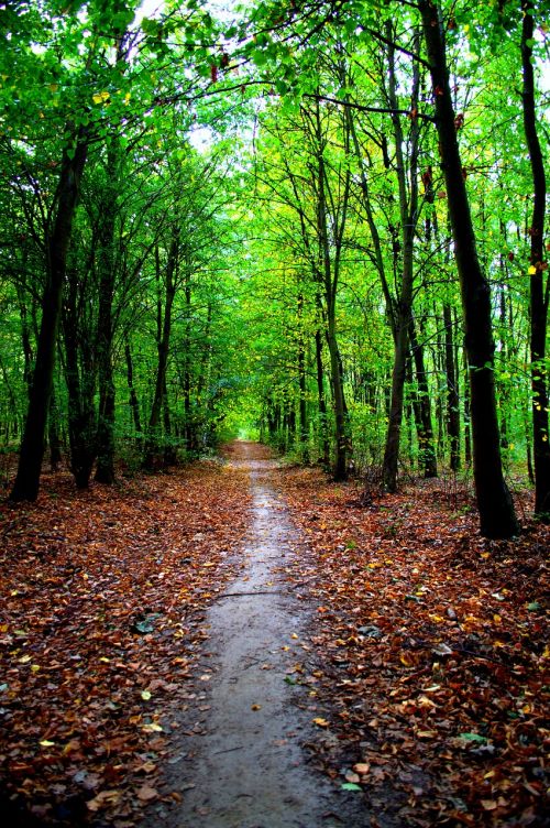 autumn landscape nature poznan