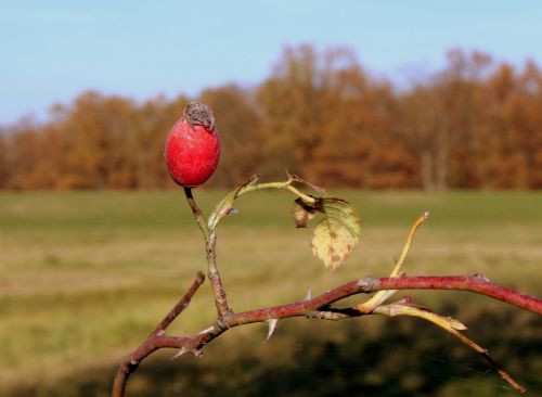 autumn landscape seasons of the year rose hips