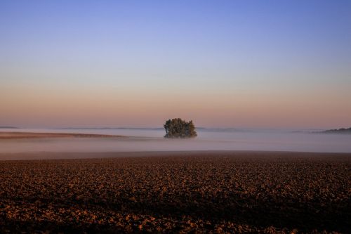 autumn landscape lonely tree critter