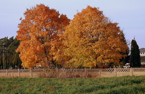 autumn landscape  trees autumn  landscape