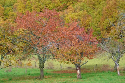 autumn landscape nature trees