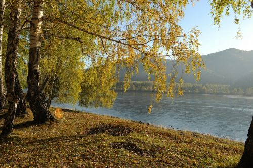 autumn landscape birch trees wood