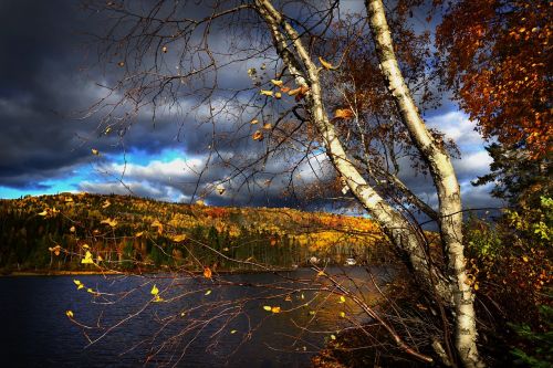 autumn landscape trees lake