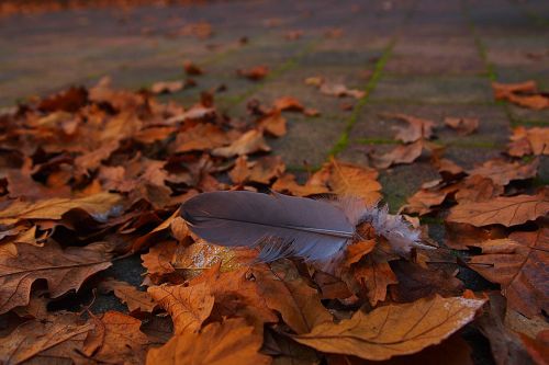 autumn leaf fall colors autumn