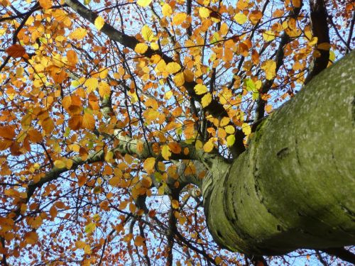 autumn leaf tree autumn