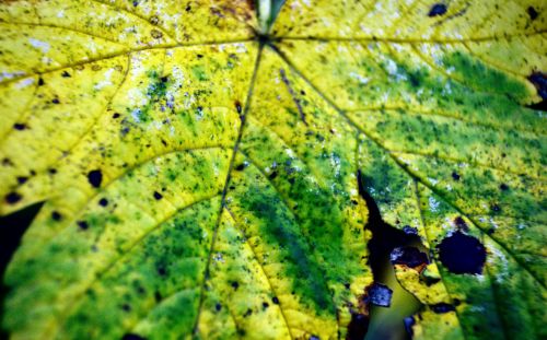 Autumn Leaf