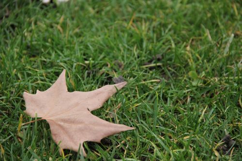 autumn leaf grass leaf