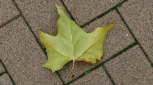 Autumn Leaf