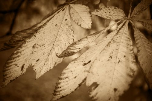 Autumn Leaf