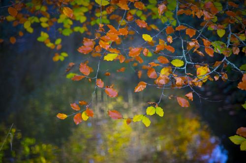 Autumn Leaf