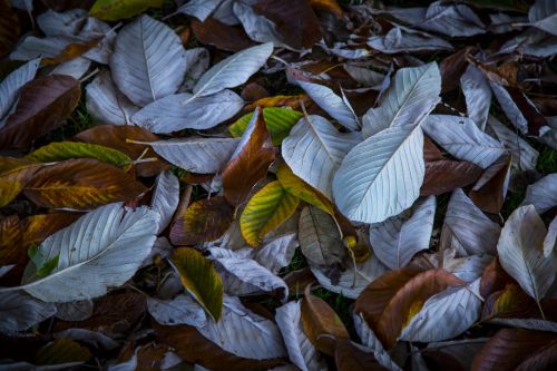 Autumn Leaf