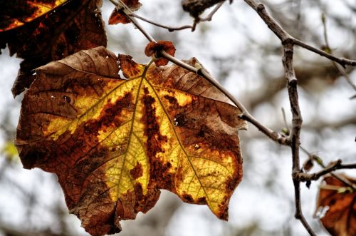 Autumn Leaf