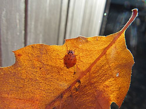 autumn leaf beetle ladybug
