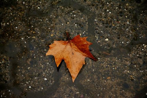 autumn leaf dark rain