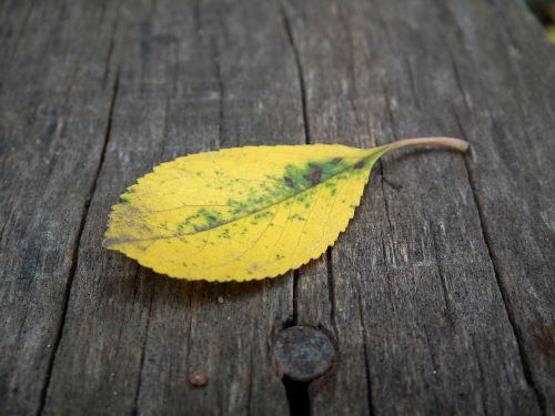 autumn leaf sheet autumn