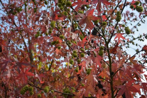 autumn leaf tree color autumn forest