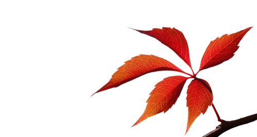 autumn leaf  red  branch