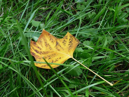 autumn leaf  sheet  grass
