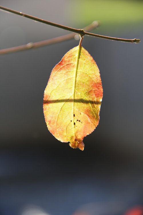 autumn leaf  bright  leaf