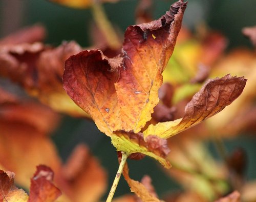 autumn leaf  leaf  autumn leaves