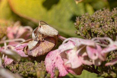 autumn leaf  hydrangea  transience