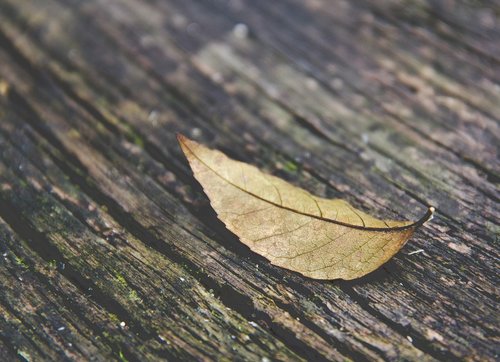 autumn leaf  leaf  autumn