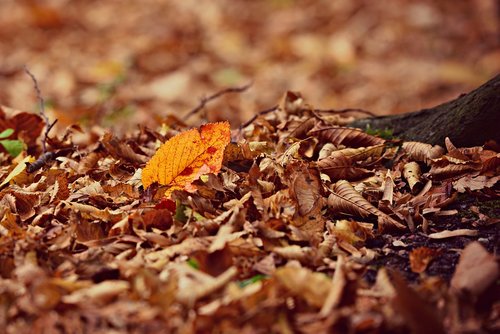 autumn leaf  fall leaves  fallen