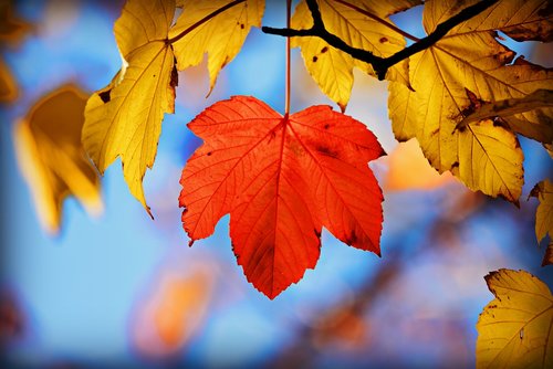 autumn leaf  branch  foliage