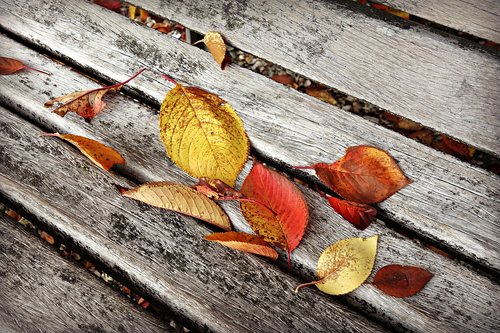 autumn leaf  fallen leaves  fall