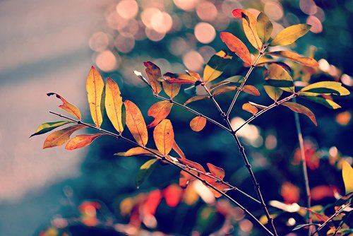 autumn leaf  foliage  branch