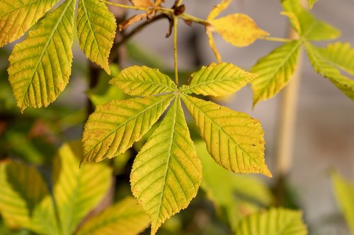 autumn leaf  leaf  tree