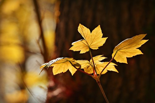 autumn leaf  vein  pattern