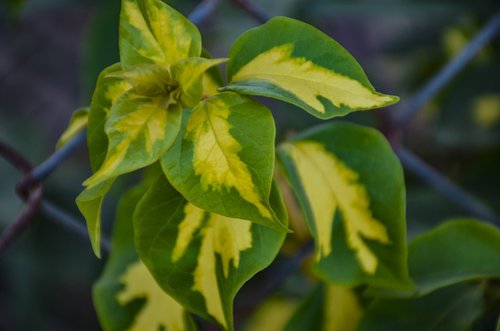 autumn leaf  flowers leaf  autumn