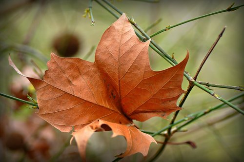 autumn leaf  withered  dry