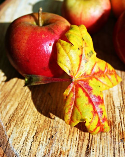 autumn leaf apple red