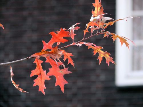 autumn leaf sheet autumn