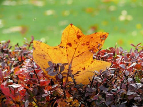 autumn leaf sheet autumn