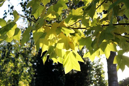 autumn leaf yellow autumn
