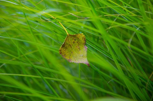 Autumn Leaf In The Grass