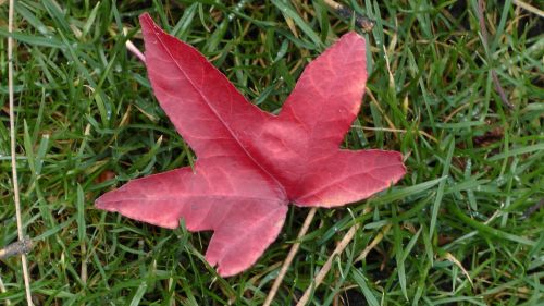 Autumn Leaf On Grass