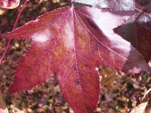 Autumn Leaf