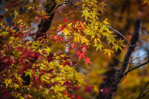 autumn leave japan nature