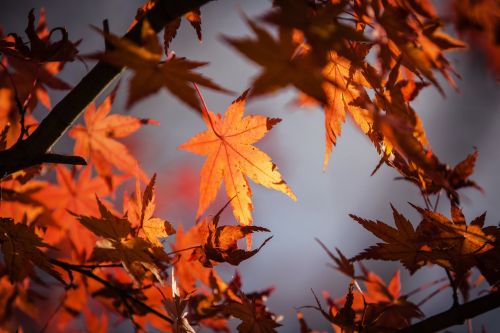 autumn leave japan nature